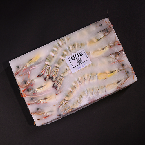 Sea Tiger Head On Shell On